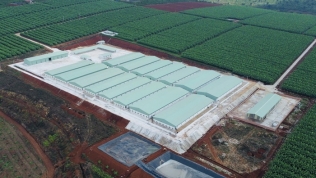 HAGL được chấp thuận đầu tư dự án trồng cây ăn quả và chăn nuôi gần 1.700ha tại Gia Lai