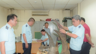 Bắt giữ hơn 34 kg sừng tê giác nhập trái phép tại sân bay Nội Bài