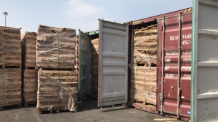 Khởi tố công ty buôn lậu 25 container gỗ, trốn thuế gần 3 tỷ đồng
