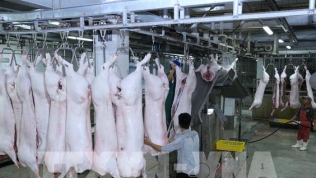 Giải pháp nào hạ giá thịt lợn?