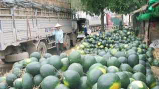 Trung Quốc trồng dưa hấu ở Lào, Campuchia xuất ngược vào Việt Nam