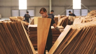 Bình Định có thêm nhà máy chế biến gỗ xuất khẩu 8.500 tấn/năm