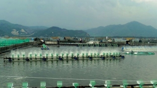 Phú Yên xin dừng dự án nuôi trồng thủy sản hạ lưu sông Bàn Thạch