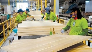 DN Hà Lan xây nhà máy gỗ 763 tỷ đồng tại Bình Định