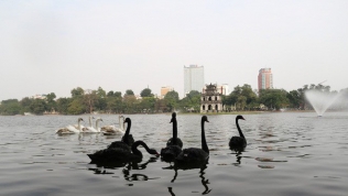 Chim thiên nga thả ở Hồ Gươm được đeo vòng, giá 20 triệu đồng/con