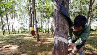 Thanh tra vạch loạt sai phạm của Công ty Cao su TP. HCM tại dự án trồng cao su ở Lào