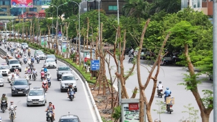 'Đại gia' Italia muốn hợp tác trồng cây xanh để khắc phục ô nhiễm không khí tại Hà Nội