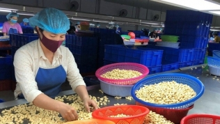Vụ nghi lừa đảo hàng Việt xuất khẩu: Tìm cách lấy lại 36 container
