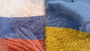 Nga bỏ thỏa thuận ngũ cốc, an ninh lương thực thế giới bị đe dọa