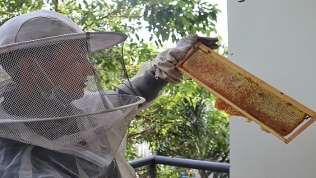 Cú sốc thuế hơn 400% với mật ong Việt Nam