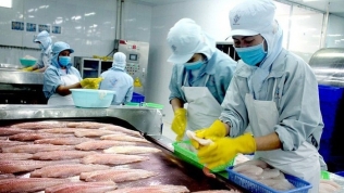 Cá tra Việt Nam 'rộng cửa' tại Trung Quốc, sản phẩm lên 'sàn' Alibaba