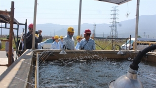 Nước thải Formosa đã đạt chuẩn, nguồn lợi thủy sản bước đầu phục hồi