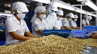 Đột biến: Trung Quốc tăng mua hạt điều, mở nhà máy dọc biên giới Việt Nam