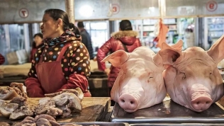 Cuộc khủng hoảng tàn phá thị trường thịt lợn 200 tỷ USD của Trung Quốc