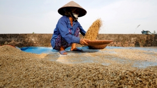 Giá gạo châu Á phá đỉnh 15 năm, dự báo tăng thêm 100 USD/tấn