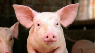 Bộ Tư pháp sẽ xem xét ‘tính hợp pháp’ của Thông tư cấm dân mua bèo nuôi lợn