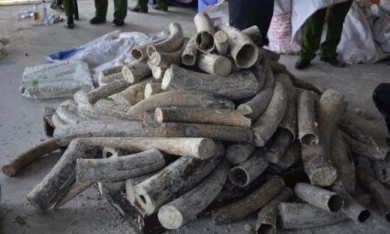 Phát hiện gần 1 tấn ngà voi giấu trong gỗ tại cảng Cát Lái