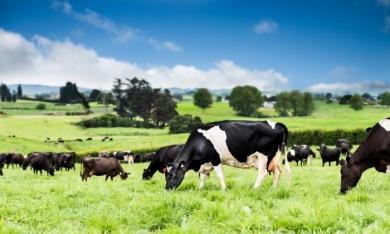 Nutifood hợp tác với tập đoàn sữa hàng đầu thế giới Fonterra