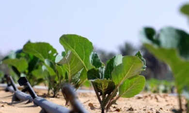 Kế hoạch biến sa mạc khô hạn nhất thế giới thành vườn rau sạch của Trung Quốc