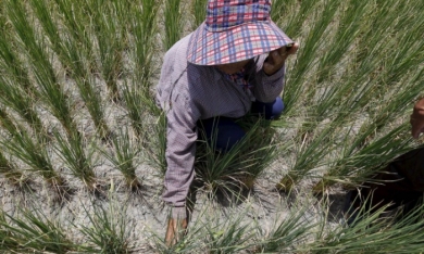 Thái Lan nguy cơ mất vị trí nhà xuất khẩu gạo lớn thứ 2 thế giới