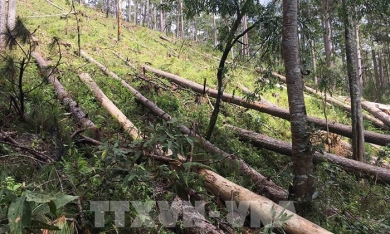 128 dự án ở Lâm Đồng phải bồi thường do để mất rừng