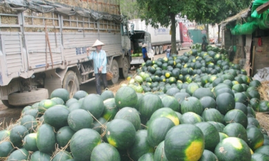 Trung Quốc trồng dưa hấu ở Lào, Campuchia xuất ngược vào Việt Nam