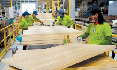Bình Định đặt mục tiêu xuất khẩu gỗ đạt hơn 1 tỷ USD vào năm 2030