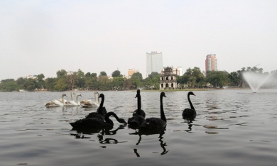 Chim thiên nga thả ở Hồ Gươm được đeo vòng, giá 20 triệu đồng/con