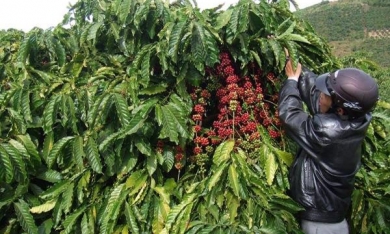 'Việc xử lý nợ cho các tiểu dự án phát triển cây cà phê chè thuộc trách nhiệm của Vinacafe'