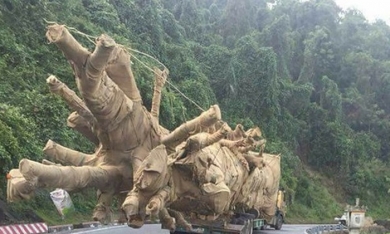 Vụ xe chở cây ‘quái thú’ trên Quốc lộ 1A: Phó Thủ tướng yêu cầu cấp phép vận chuyển trước 15/6