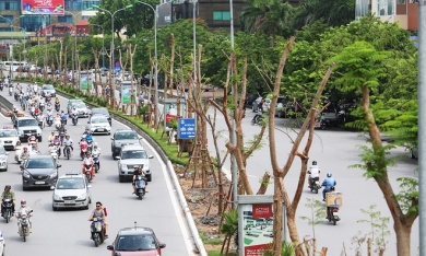 'Đại gia' Italia muốn hợp tác trồng cây xanh để khắc phục ô nhiễm không khí tại Hà Nội