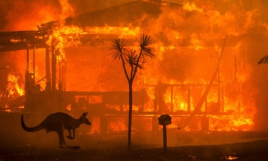 Thảm họa cháy rừng ở Australia: 480 triệu động vật hoang dã bị thiêu cháy