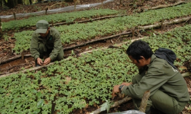 Capella Group rót 1.486 tỷ đồng làm dự án trồng sâm tại Kon Tum
