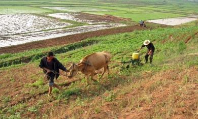 FAO: Gần một nửa dân số Triều Tiên đang thiếu đói