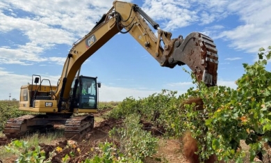 Úc khủng hoảng thừa rượu vang: Hàng chục triệu cây nho bị chặt bỏ