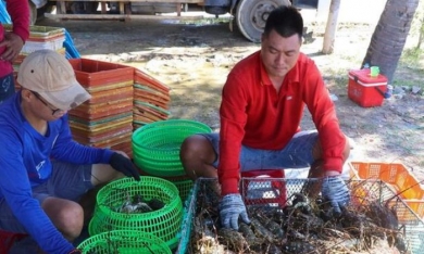 'Giải cứu tôm hùm Phú Yên giá 200.000 đồng/kg là tin thất thiệt'