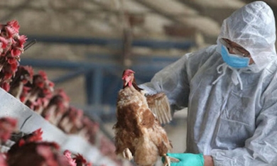 Nhật Bản: Giá gà và trứng tăng mạnh do dịch cúm gia cầm
