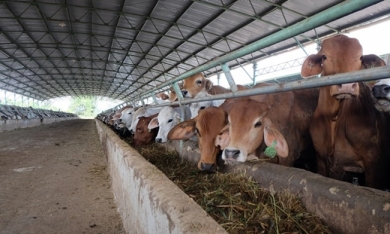 HAGL Agrico: Tiếp tục lỗ 127 tỷ, doanh thu bán bò giảm mạnh