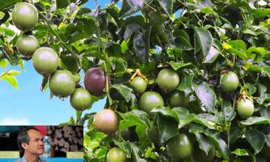 Bầu Đức kinh doanh trái cây: Trái cây hay ‘trái mít’?