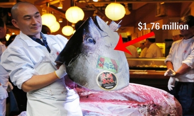 Khám phá chợ cá ngừ 'triệu đô' tại Nhật