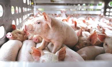 Thanh Hóa cho Dabaco thuê hơn 52ha đất làm dự án khu chăn nuôi lợn giống