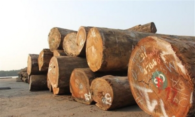 Vụ 70.000 m3 gỗ nhập vi phạm kiểm dịch thực vật: Phó Thủ tướng yêu cầu 4 Bộ vào cuộc