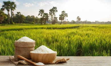 Bộ Công Thương yêu cầu xác minh việc DN gạo “bỏ thầu giá thấp”
