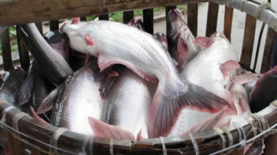 NHNN: Doanh nghiệp nhỏ và vừa nuôi tôm, cá tra chưa được hưởng tín dụng ưu đãi