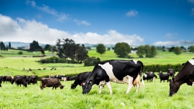Nutifood hợp tác với tập đoàn sữa hàng đầu thế giới Fonterra