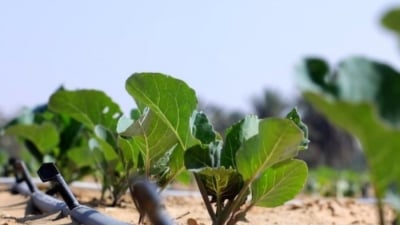Kế hoạch biến sa mạc khô hạn nhất thế giới thành vườn rau sạch của Trung Quốc