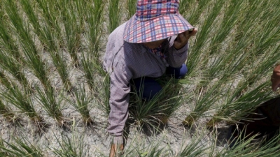 Thái Lan nguy cơ mất vị trí nhà xuất khẩu gạo lớn thứ 2 thế giới