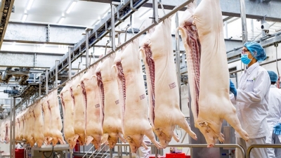 Ôn cố tri tân: Từ ‘Đơn xin mổ lợn’ đến nhà máy thịt mát ngàn tỷ