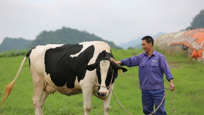 Rót tiền gom cổ phiếu Mộc Châu Milk, lợi nhuận quý I của GTNFoods giảm gần 90%