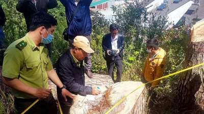 Lâm Đồng: 'Trốn' bồi thường tài nguyên rừng, hàng chục doanh nghiệp bị điều tra